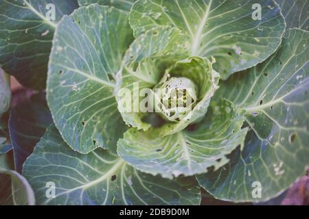 cauliflower plants with leaves eaten out by white moths and showing holdes all over, shot outdoor in sunny vegetable garden shot at shallow depth of f Stock Photo