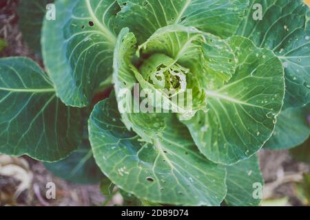 cauliflower plants with leaves eaten out by white moths and showing holdes all over, shot outdoor in sunny vegetable garden shot at shallow depth of f Stock Photo