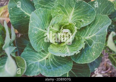 cauliflower plants with leaves eaten out by white moths and showing holdes all over, shot outdoor in sunny vegetable garden shot at shallow depth of f Stock Photo