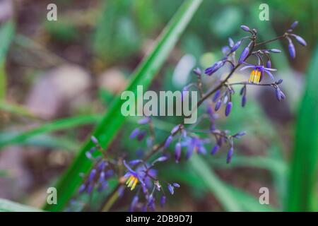 native Australian Dianella grass with flowers plant outdoor in sunny backyard shot at shallow depth of field Stock Photo