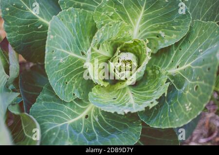 cauliflower plants with leaves eaten out by white moths and showing holdes all over, shot outdoor in sunny vegetable garden shot at shallow depth of f Stock Photo