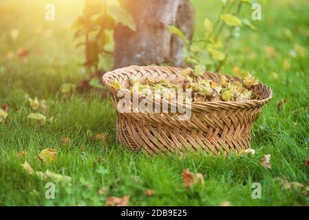 wicker basket full of freshly picked hazelnuts on the meadow . Stock Photo