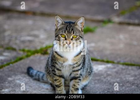 A colorful cat looking at the camera Stock Photo