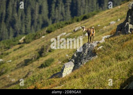 Energetic tatra chamois, rupicapra rupicapra tatrica, looking down from a rocky cliff that in mountains. Horned mammal observing valley with blurred g Stock Photo