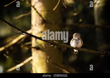 Small eurasian pygmy owl sitting on a branch in forest at sunrise with rays shining on a tree behind it and casting shadows. Resting little bird of pr Stock Photo