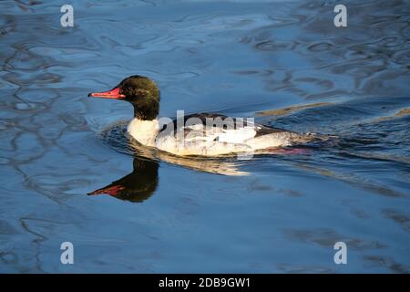 Male Goosander, AKA Common Merganser (Mergus merganser) swimming on a pond with head reflection on blue marbled water Stock Photo