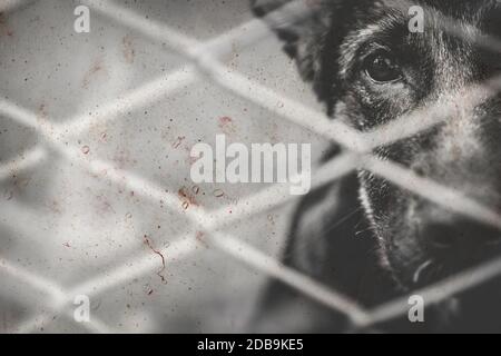 Dogs abandoned and caged, pet detail seeking adoption, grief and ...