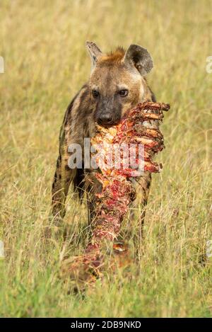 Spotted hyena holds bloody carcase in mouth Stock Photo