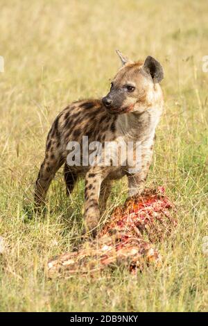 Spotted hyena holds bloody carcase in grassland Stock Photo