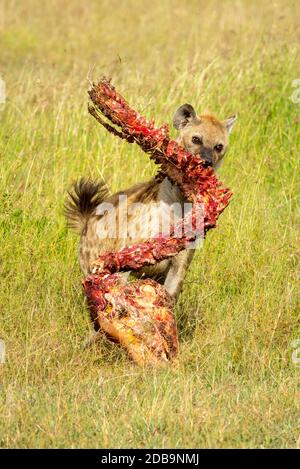 Spotted hyena crosses grass with bloody carcase Stock Photo