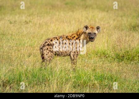 Spotted hyena stands watching camera in grass Stock Photo