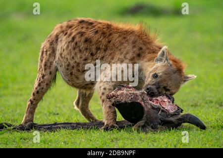 Spotted hyena chews wildebeest carcase in grass Stock Photo