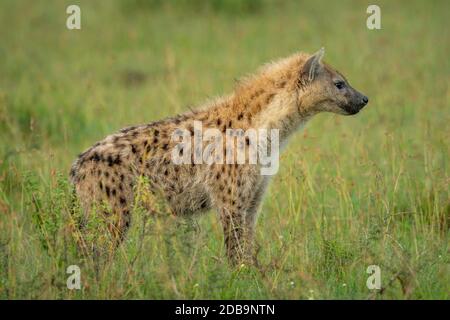 Spotted hyena stands in grass in profile Stock Photo