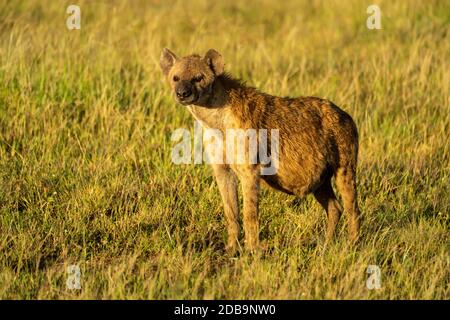 Spotted hyena stands in grass with catchlight Stock Photo