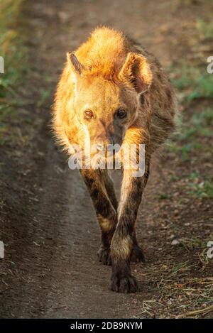 Spotted hyena walks on track towards camera Stock Photo