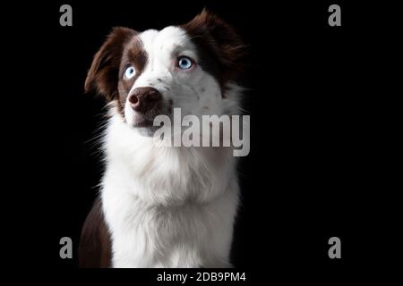 Dramatic portrait of red tri Miniature American Shephard with blue eyes Stock Photo