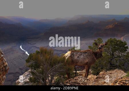 Deer at sunset with Grand Canyon in the background Stock Photo