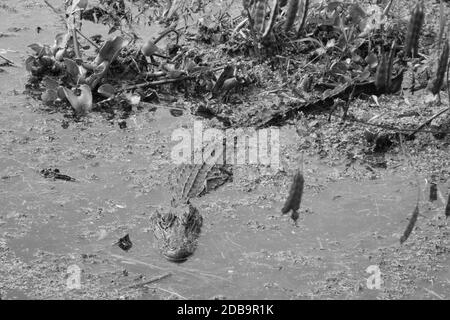 Alligator in the swamp in black and white Stock Photo