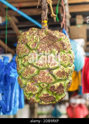 Tahitian screw pine or Thatch screw pine commonly know in Maldives as Boa Kashikeyo on the fresh fruits, vegetables and dry fish market in Male, Maldi Stock Photo