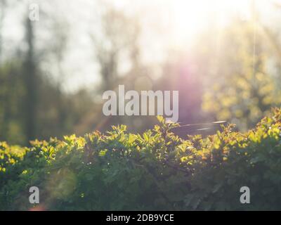 Morning sun rays over a hedge, natural seasonal spring picture, Back light shot with lens flares Stock Photo