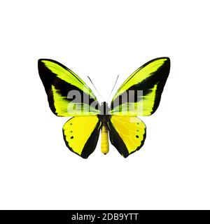 Beautiful multi-colored real butterfly flying on a white background - Photo Stock Photo