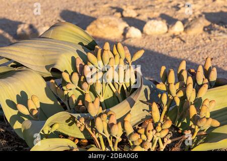 Welwitschia mirabilis flowering, in bloom with female cones beginning to shed seeds, thousand years old plant, Swakopmund, Erongo, Namibia, Amazing de Stock Photo