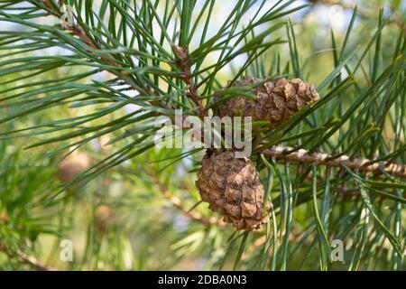 Pine cone on a branch. Young green closed pine cone on a pine tree in the wild nature in the forest. Organic medicine Stock Photo
