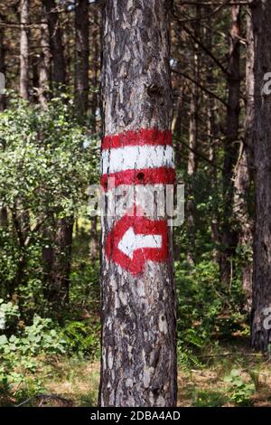 Tree Trunk In The Woods With Arrows Directional Sign Stock Photo - Alamy