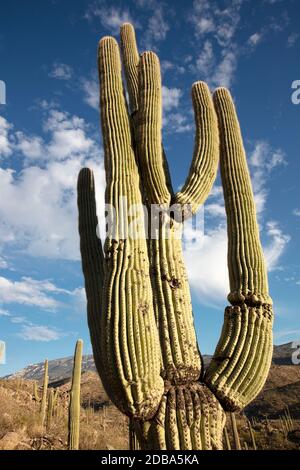 Giant Saguaro Cactus (Carnegiea gigantea), Redington Pass, Tucson, Arizona, USA Stock Photo