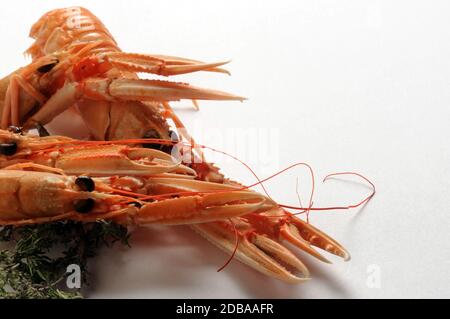 Raw scampi on a white background Stock Photo