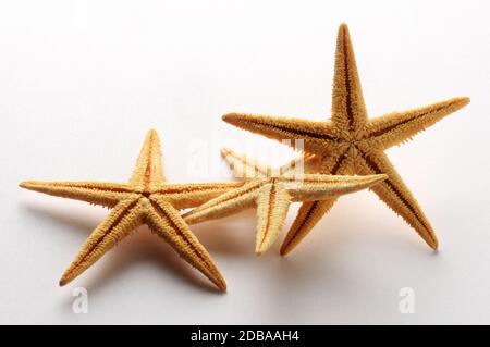 Starfish on white background Stock Photo