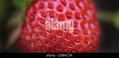 Strawberry On Bush macro shot Stock Photo