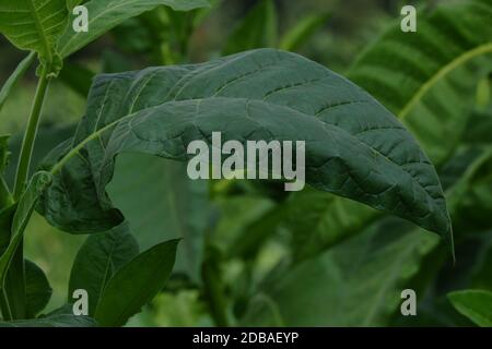 Nicotiana tabacum is a genus of broadleaf plants native to North America and South America. Used as a raw material for cigarettes. Tobacco contains ni Stock Photo