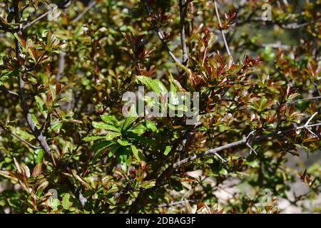 fresh shoots on pomegranate shrub, Alicante Province, Costa Blanca, Spain Stock Photo