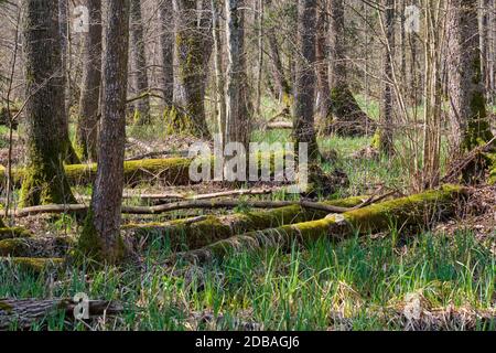 Frash Alder tree mixed forest in springtime morning with sunlight entering, Bialowieza Forest, Poland, Europe Stock Photo
