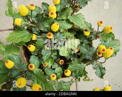 Fresh flowering para cress plant, Spilanthes oleracea, toothache Stock Photo