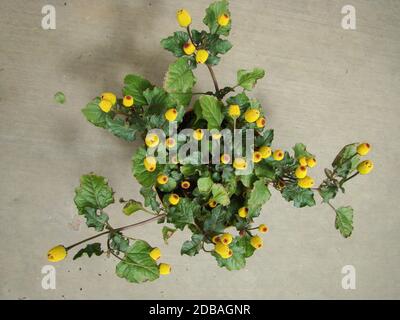 Fresh flowering para cress plant, Spilanthes oleracea, toothache Stock Photo