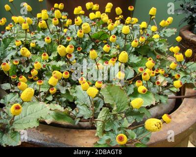 Fresh flowering para cress plant, Spilanthes oleracea, toothache Stock Photo