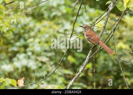 Brown Thrasher (Toxostoma rufum) perched in a tree, Long Island, New York Stock Photo