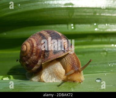 big brown snail on a green leaf, macro Stock Photo
