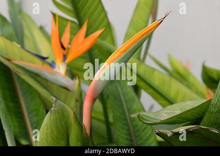 Bird of Paradise flower, strelitzias, at the Costa Blanca, Spain Stock  Photo - Alamy