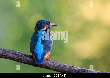 kingfisher (alcedo atthis) in natural habitat. Danub Delta, Romania Stock Photo