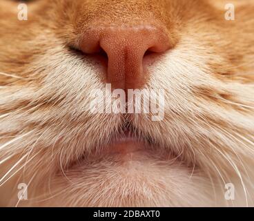 adult red cat nose and mouth with white mustache, macro, full frame Stock Photo