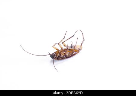 Close up of a cockroach on white background. Stock Photo