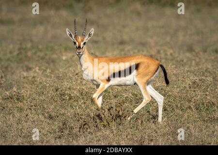 Thomson gazelle running across savannah facing camera Stock Photo