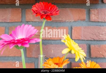 Decorative shelf on brick wall with colorful Gerbera dasies in glass vase close-up various colors Stock Photo