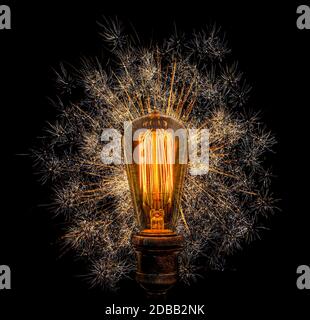 Edison light bulb with dandelion seeds on black background Stock Photo