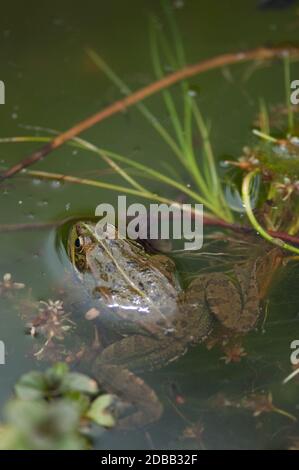 Perez's frog Pelophylax perezi in a pond. La Lajilla. The Nublo Rural Park. Aldea de San Nicolas de Tolentino. Gran Canaria. Canary Islands. Spain. Stock Photo