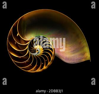 Nautilus shell on black background Stock Photo