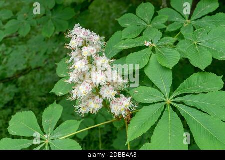 horse chestnut Stock Photo
